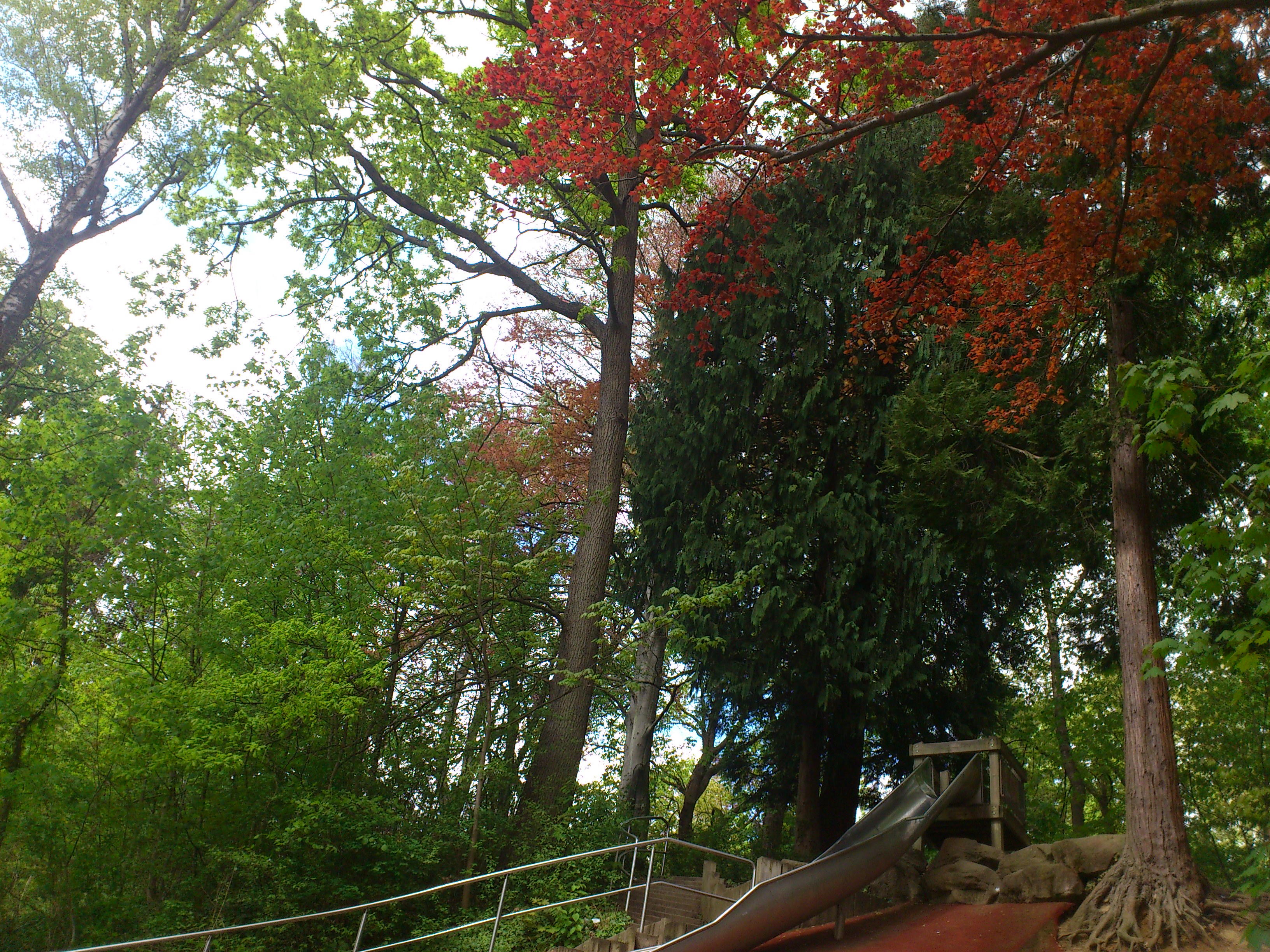 Wildergrundpark Maihälden - vielfältiger historischer und jüngerer Baumbestand